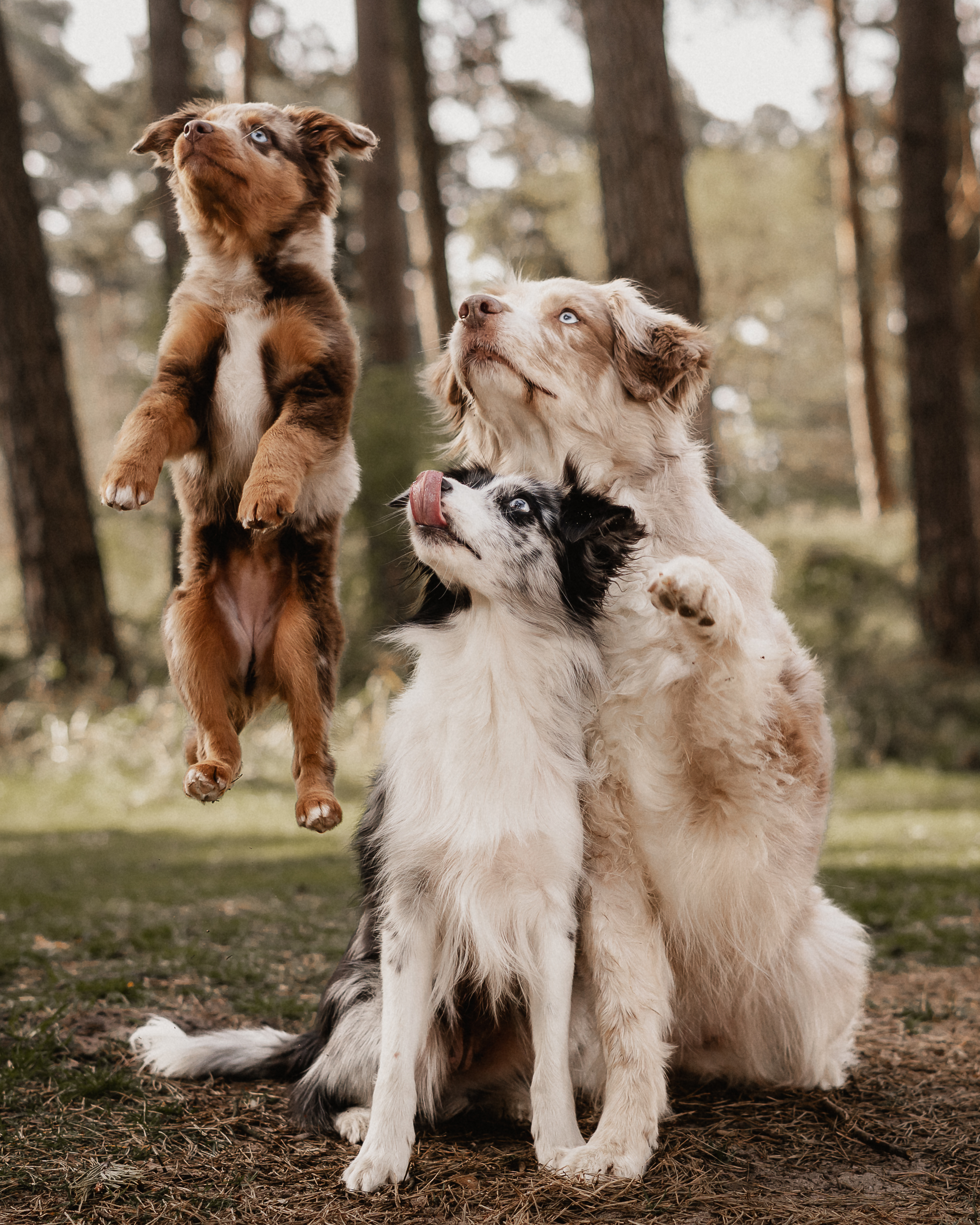 Hundefotografie