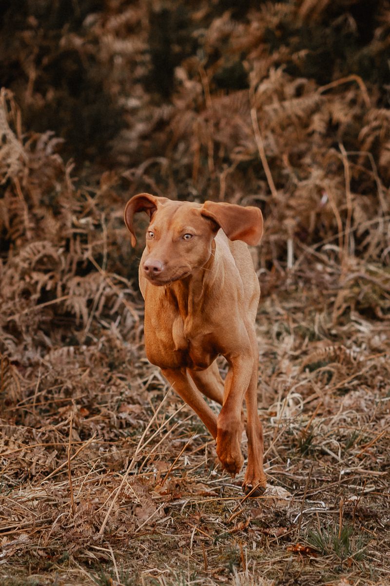 Hund