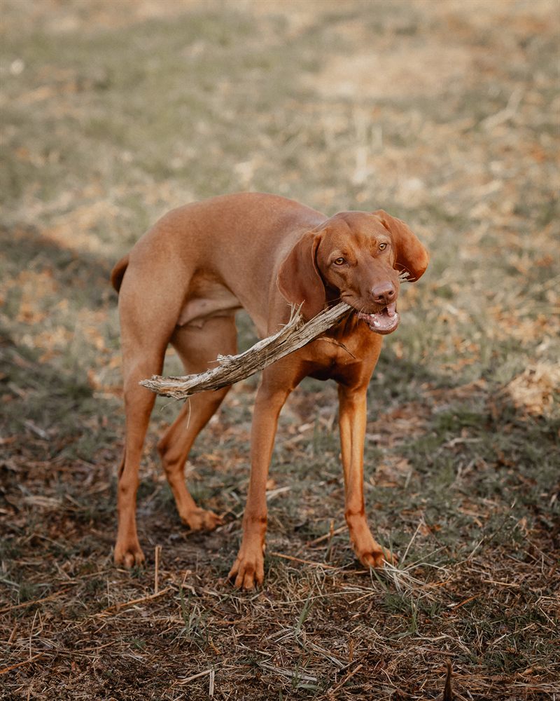 Hund
