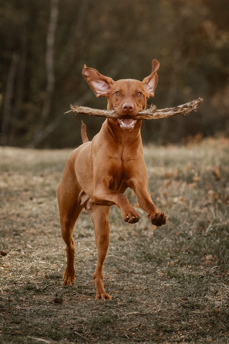 Hund