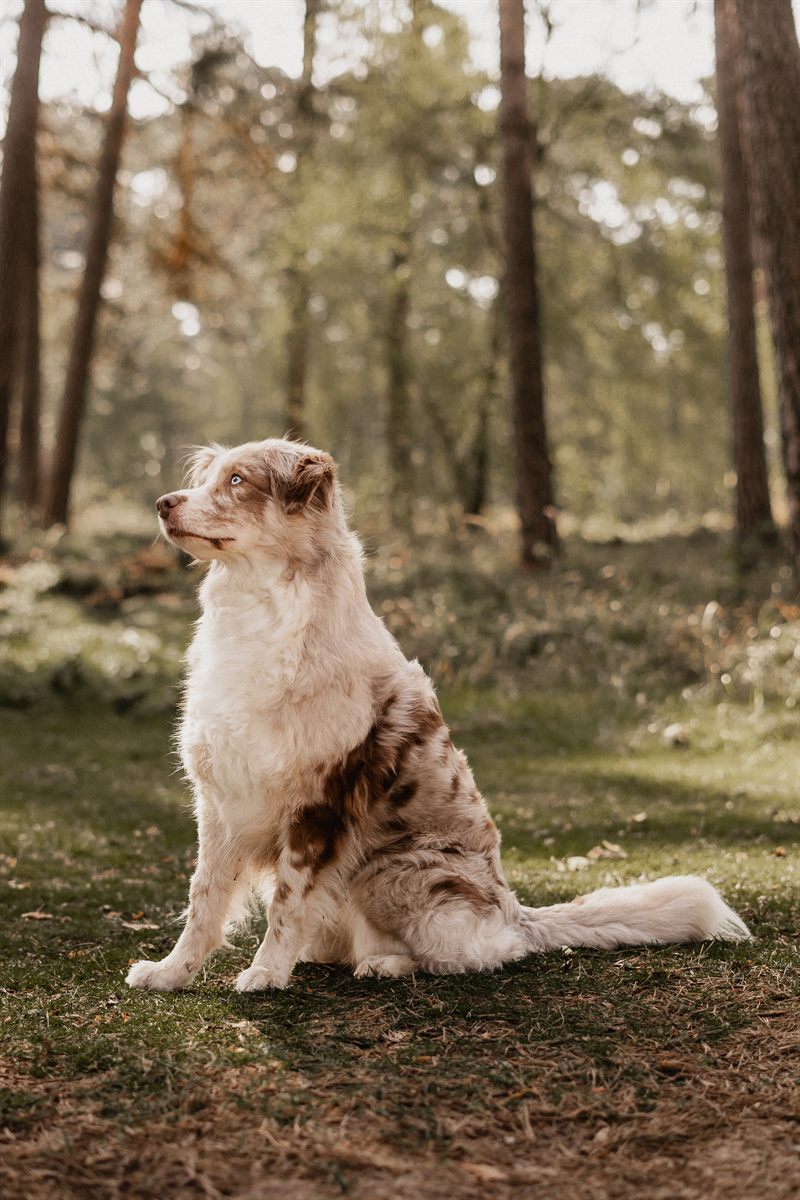 Hund