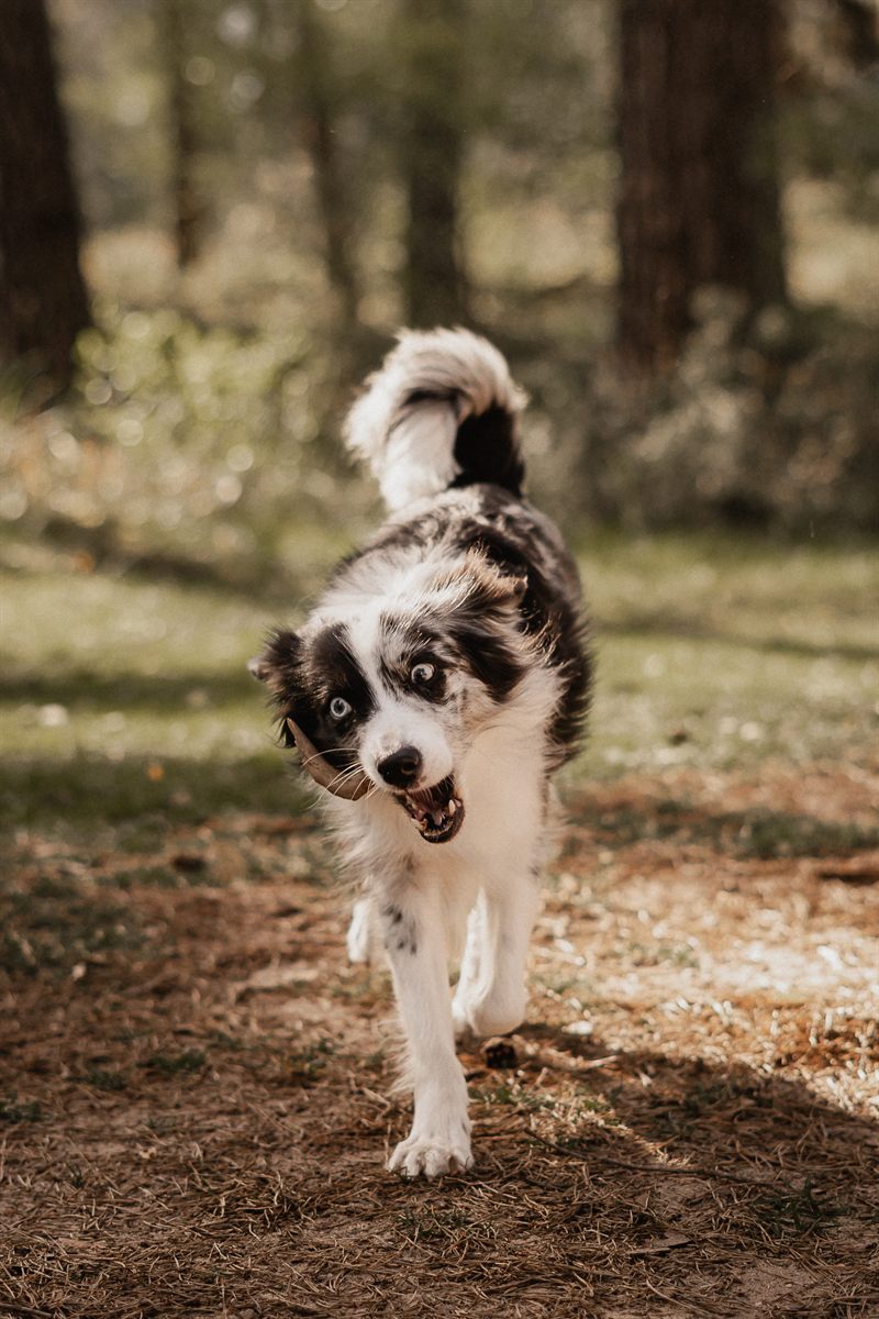Hund