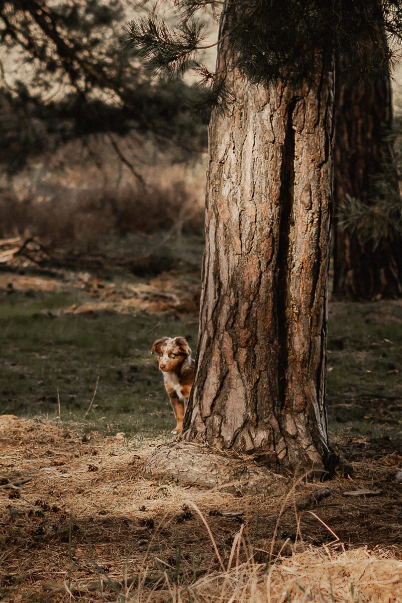 Hund
