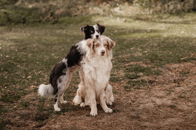 Hund