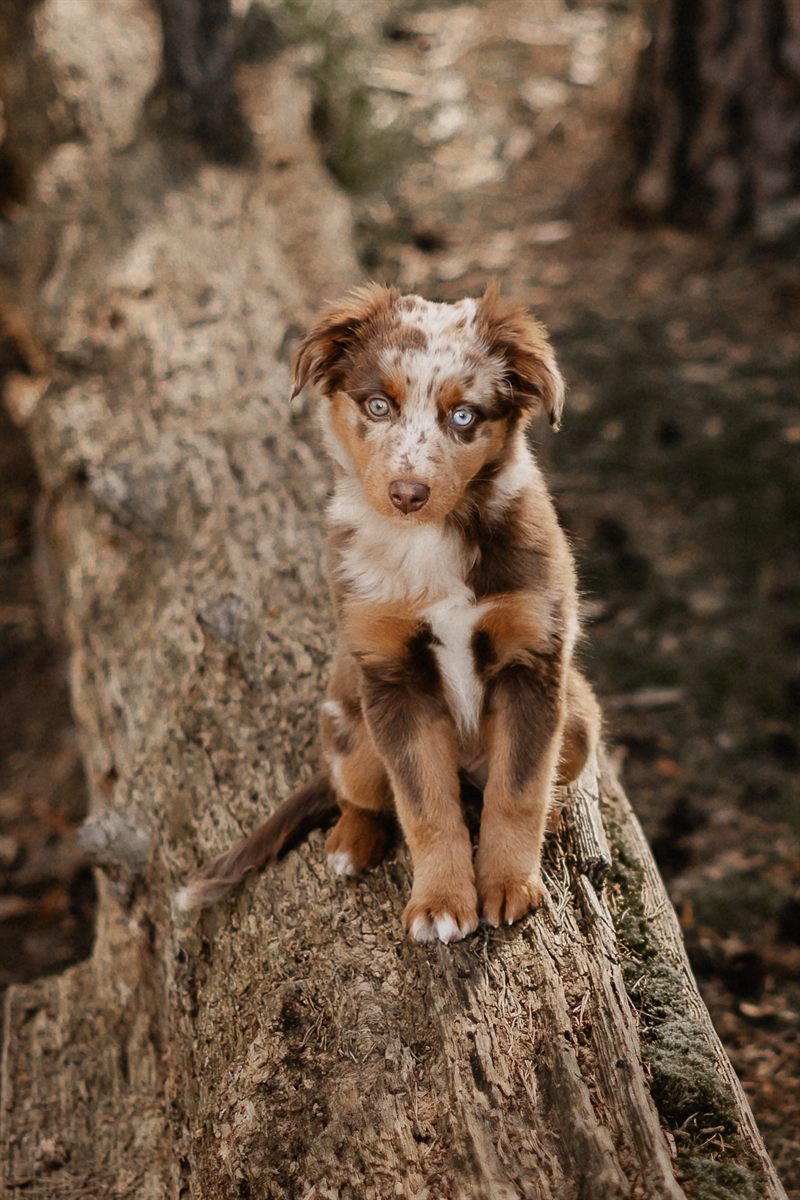 Hund