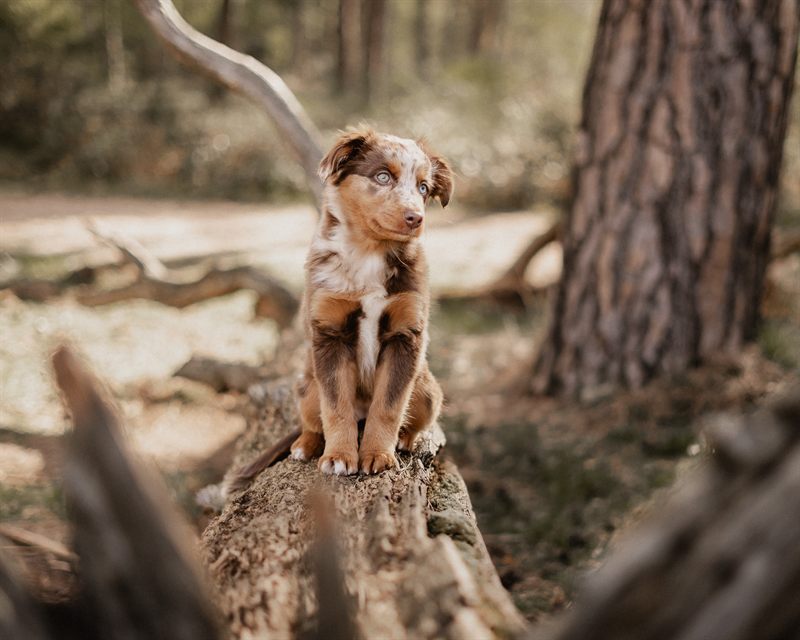 Hund