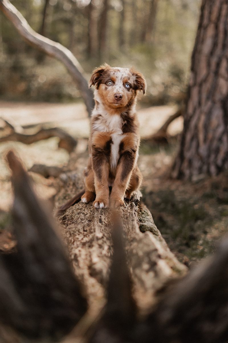 Hund