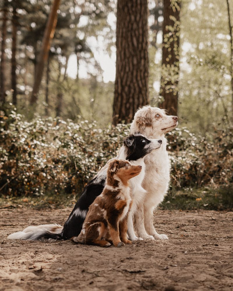Hund