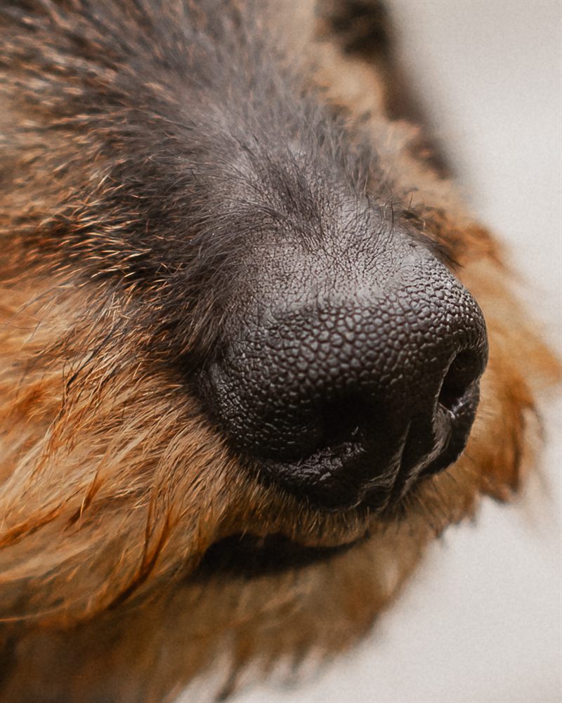 Hund