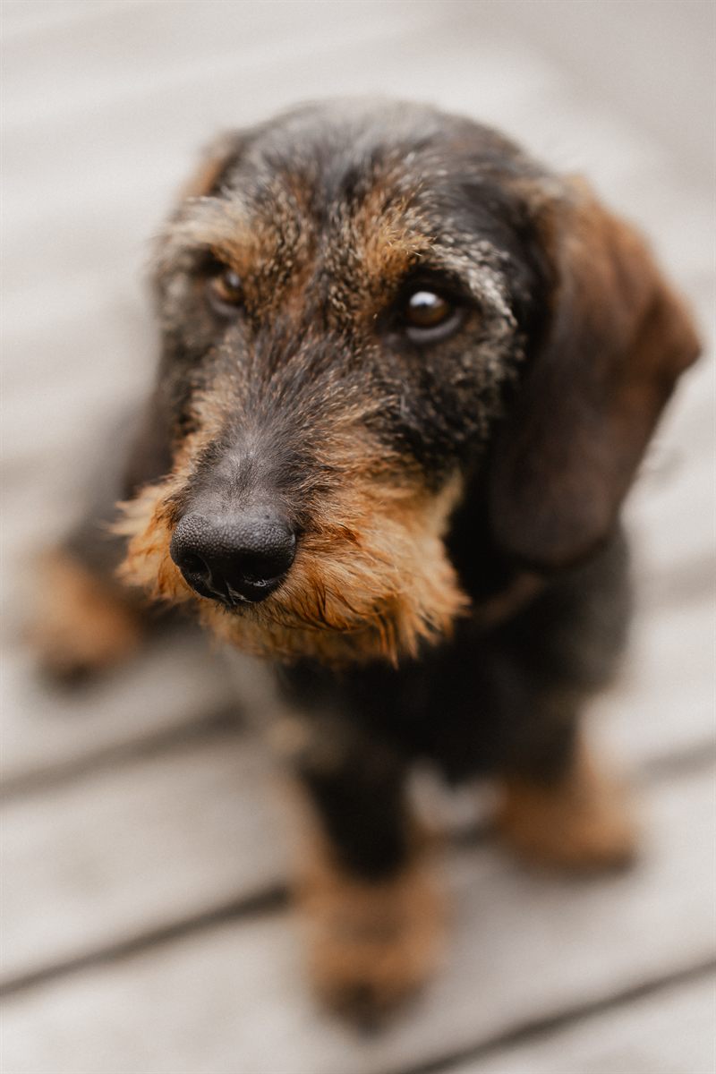 Hund
